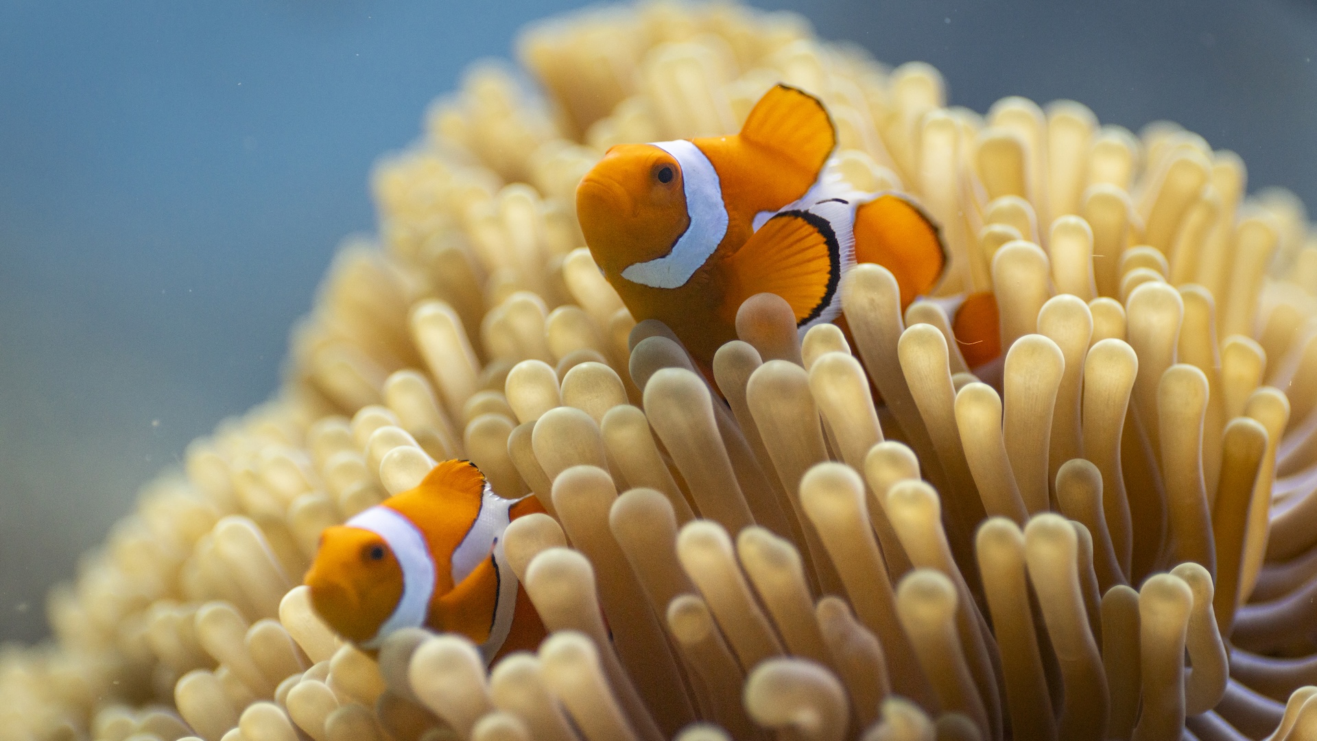 ocean-with-david-attenborough-isn’t-just-a-documentary;-it’s-a-wake-up-call